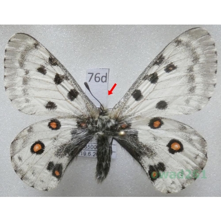 Parnassius honrathi alburnus Stichel, 1907 Tadjikistan76d